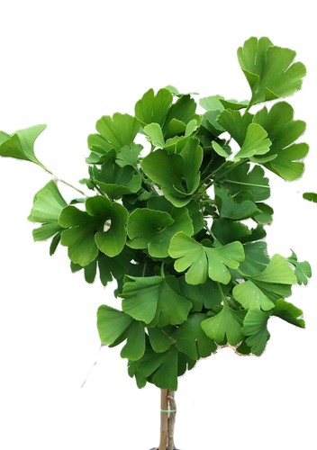 Fächerblattbaum ginkgo biloba - ginkgo,