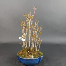 Bonsai - Dreispitzahorn, Acer Buergerianum Forest, Shohin, Japan