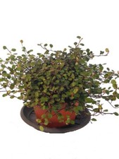 Mühlenbeckie - Pflegeleichte Hängepflanze als Balkon- und Zimmerpflanze geeignet