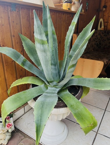 Agave americana green - agave,