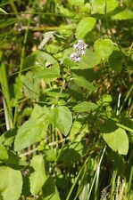Wasserminze (Mentha aquatica) 100 Samen