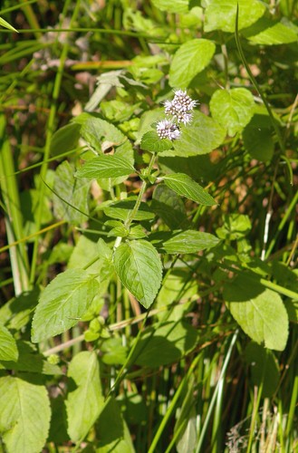 Wasserminze 100 samen - samen, mentha