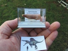 schöner Zahn vom Spinosaurus