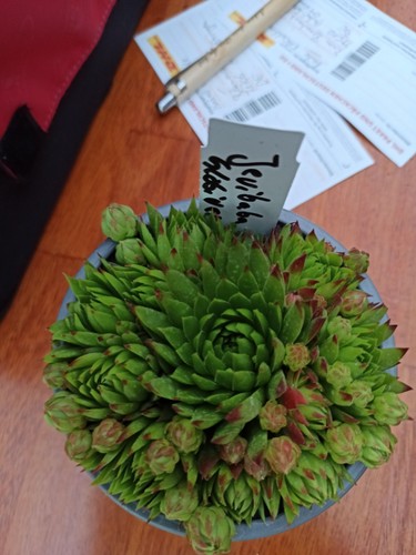 Jevibaba globivera sempervivum - jevibaba,
