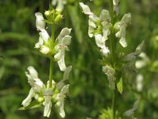 Aufrechter ziest stachys - aufrechter,