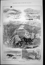 Antiker alter Druck Feuerheide Falke Wiesel Kapuze Krähenfallen Theater 1886