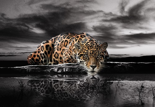 Vlies fototapete tiger tiere - fototapete,