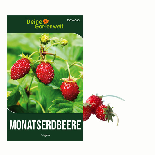 Monatserdbeere rügen samen - monatserdbeere,