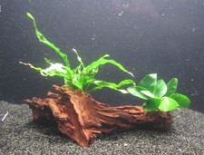 Mangrove mit Anubias nana & Microsorium pt. petit - Wasserpflanze Aquarium Fisch