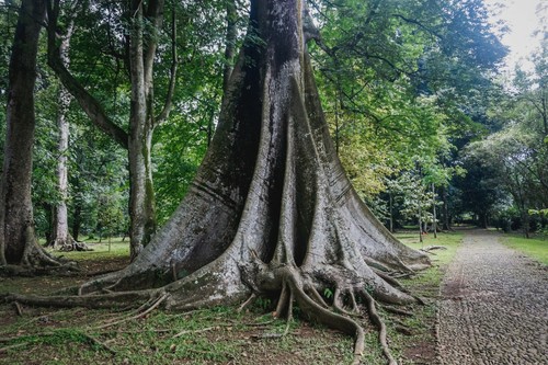 Samen kapokbaum ceiba - 15,