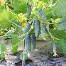 50 Gurkensamen Kibria F1