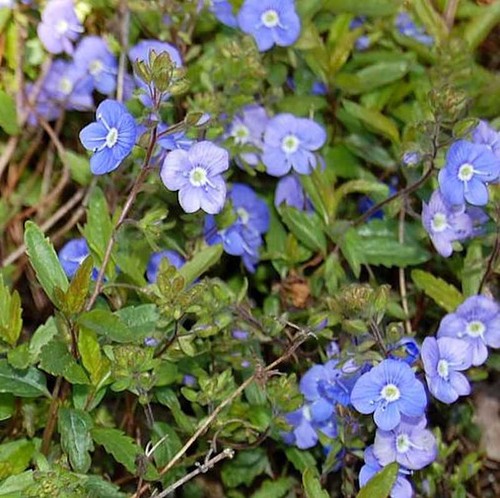 Ehrenpreis georgia blue - georgia,