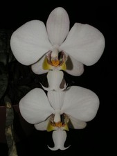 Phalaenopsis philippinensis x sib 01