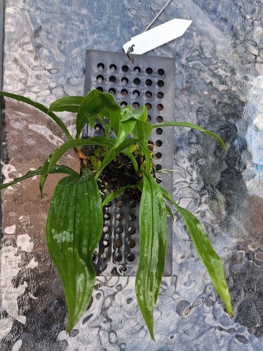 Coelogyne schilleriana - , –