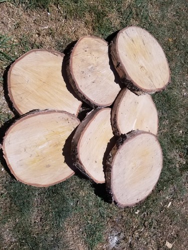 Holzscheibe birke tolle optik - birke,