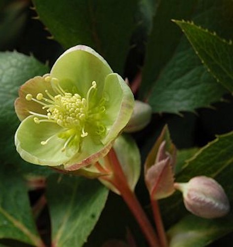 Christrose lenzrose sterni - christrose,