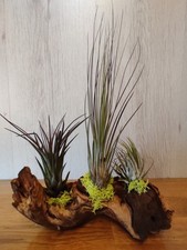 Tillandsien , Luftpflanzen, Arrangement auf Mopani Holz