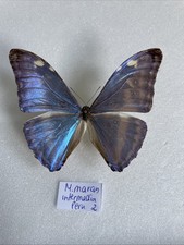 Entomologie morpho marcus - entomologie*morpho,