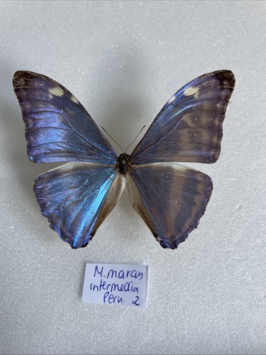 Entomologie morpho marcus - entomologie*morpho,