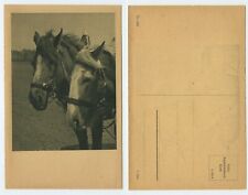 119123 - Zugpferde im Geschirr - alte Ansichtskarte