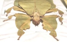 ORANGE/GREEN PHYLLIIDAE