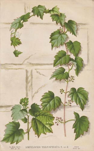 Wilder wein grape - grape, ivy