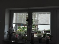 Scheibengardine im 2 er Set transparent