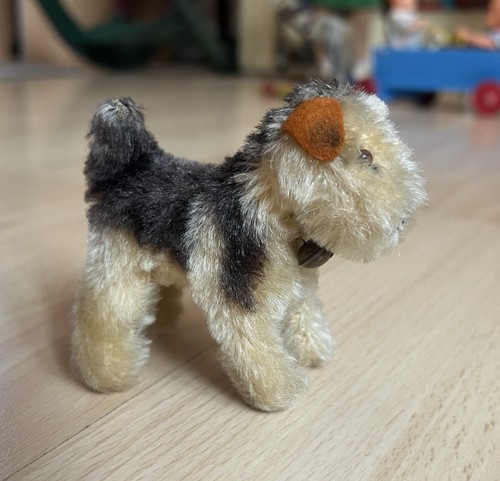 Schöner alter terrier von - terrier,