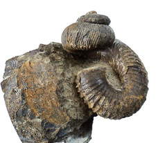 Kreide, Cephalopode, Nostoceras hyatti (Stevenson, 1941)