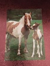 Alte Pferdepostkarte Pony Stute mit Fohlen AK Pferd 