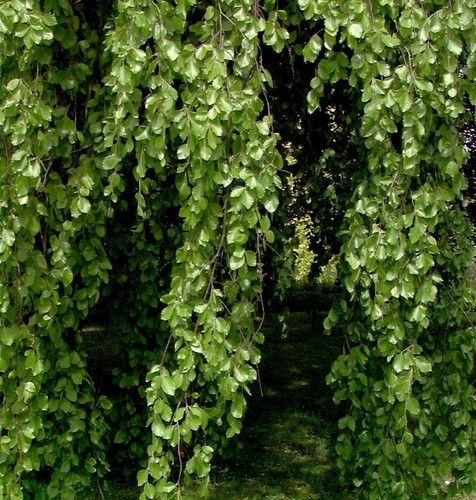 Hänge buche 125 150cm fagus - buche,