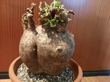 Pachypodium succulentum XXXL