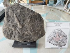 Tridactyl Dinosaurier