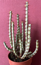 Euphorbia aeruginosa -