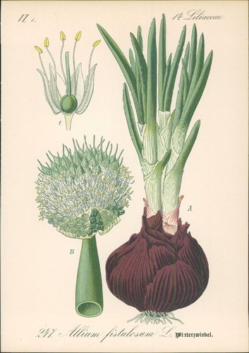 Chromolithographie - ,