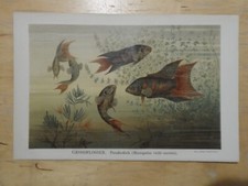 Orig.(1894) Chromolithographie Grossflosser Paradiesfisch