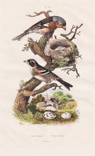 Buchfink fringilla coelebs - fringilla,