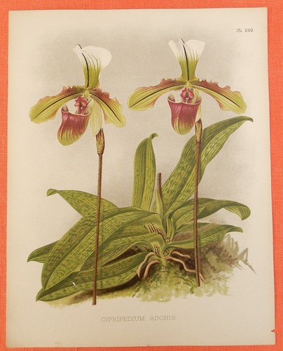 Cypripedium adonis orchideen - adonis,