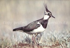 Voegel LE Vanneau Huppe