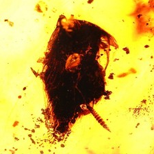 Bernstein Fossil - Apirter