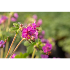 Geranium macrorrhizum bevan - geranium, 'bevan'