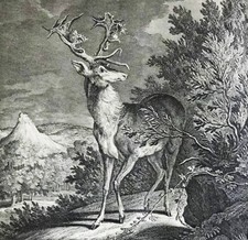 Johann E Ridinger (1698-1767) Kupferstich 1735: DIESEN HIRSCH haben Ihre hoch...