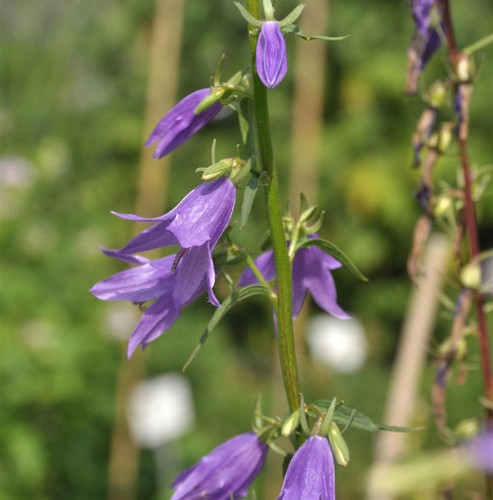 Rapunzelglockenblume - ,