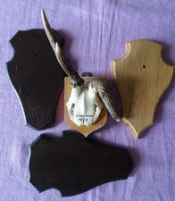 Abnormes Gehörn Rehbock