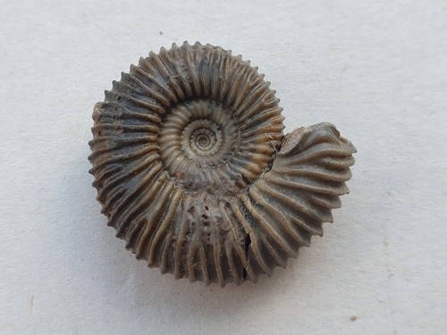 Pseudogarantiana dichotoma mit