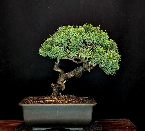 Bonsai chinesischer wacholder - chinesischer,