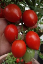 BIO Massenträger! Italy