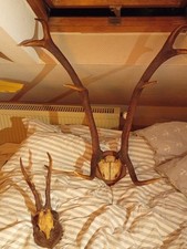 Hochkapitales 14,7 kg, 8-Ender Hirschgeweih Abwurfstangen Rothirsch Geweihpaar