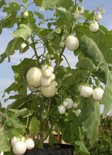 SAMEN Samen Saatgut exotische einjährige Pflanzen für den Garten  EIERBAUM