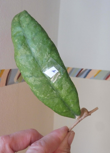 Ableger hoya caudata - 🌷ableger🌷hoya,
